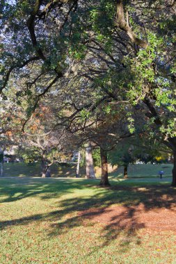 Ağaç gölgeleri Austin capitol Park.