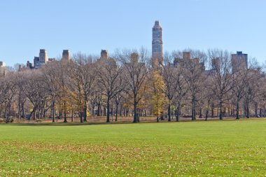 Central Park'ta ağaç