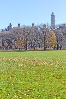 Central Park'ta ağaç