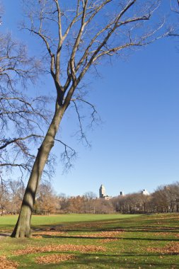 Central Park, ağaçlar