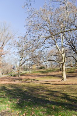 Central Park, ağaçlar