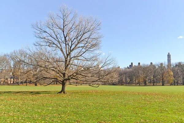 Árvore no Central Park — Fotografia de Stock