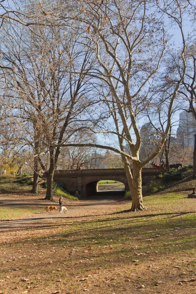 Pont et arbres à Central Park — Photo