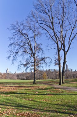 Central Park, ağaçlar