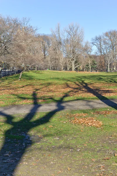 Central Park, ağaçlar — Stok fotoğraf