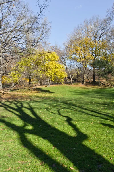 Arbres à Central Park — Photo