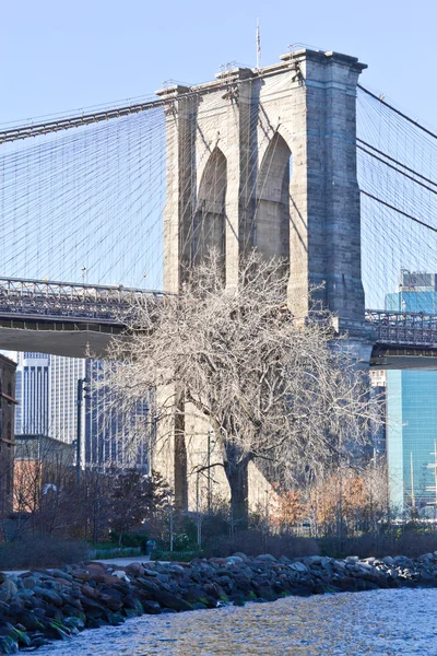 Trockener baum vor der brooklyn bridge in new york — Stockfoto