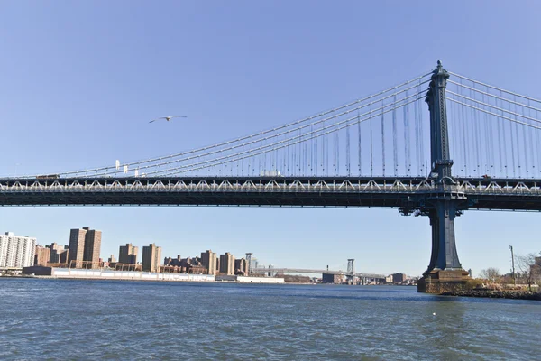 Möwe auf der Brooklyn Bridge in New York — Stockfoto