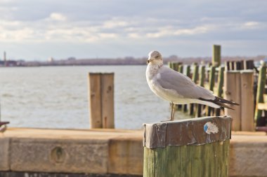 Martı ayakta ahşap yayında