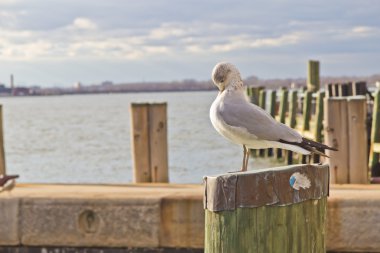 Martı ayakta ahşap yayında
