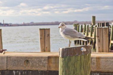 Martı ayakta ahşap yayında