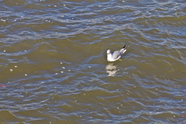Seagull simning vid Houston river — Stockfoto