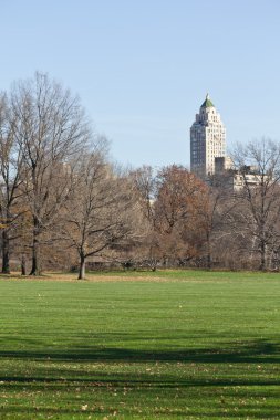 Central Park, ağaçlar