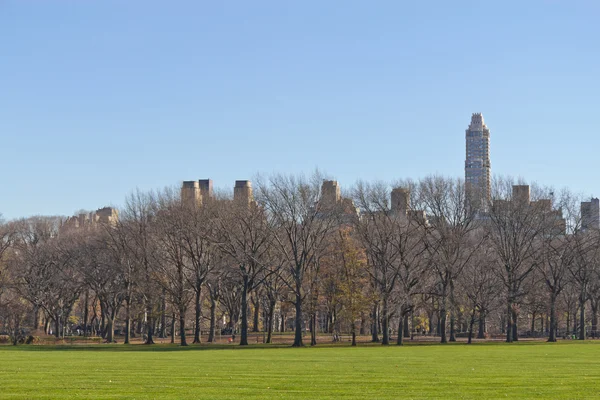 Träd vid Central Park — Stockfoto