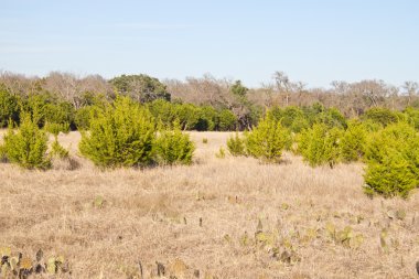 Brushy Creek bölgesel iz