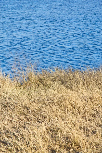 Plantas secas y río en Brushy Creek Park — Foto de Stock