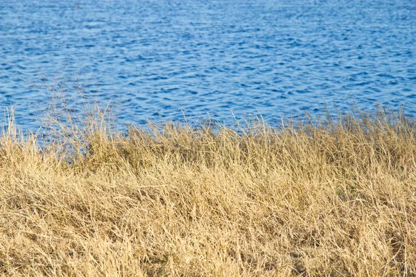 Plantas secas y río en Brushy Creek Park —  Fotos de Stock