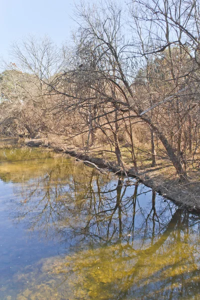 Drzewo reflection o Brushy Creek Trail regionalne — Zdjęcie stockowe