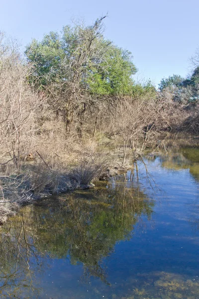 Drzewo reflection o Brushy Creek Trail regionalne — Zdjęcie stockowe