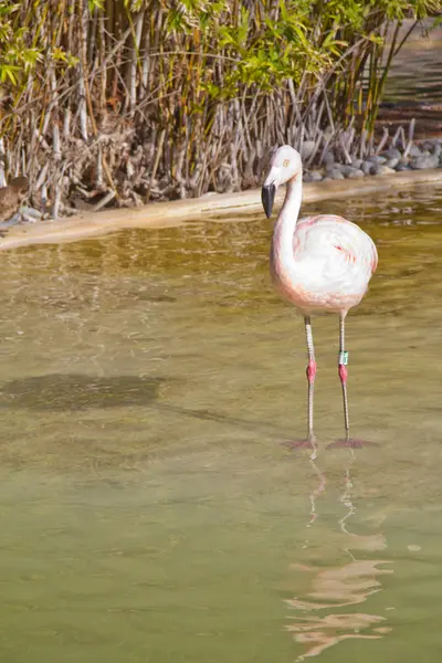 Flamingo egy mesterséges tó — Stock Fotó