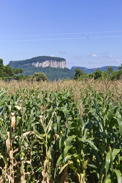 Corn and Malakoff mount in Nova Petropolis - Rio Grande do Sul - — Stock Photo, Image