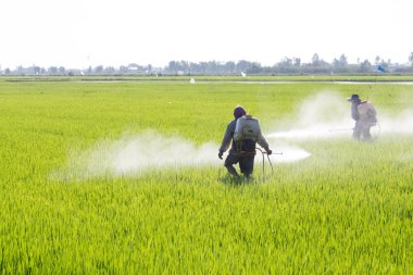 pirinç alan tarım ilacı püskürtme çiftçi