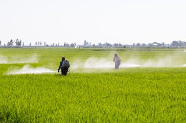 pirinç alan tarım ilacı püskürtme çiftçi