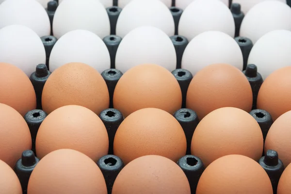 Csirke tojás és a kacsa tojás — Stock Fotó