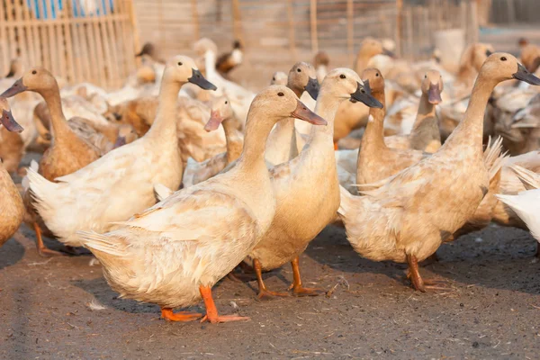 Brown ducks in farm — Stock Photo, Image