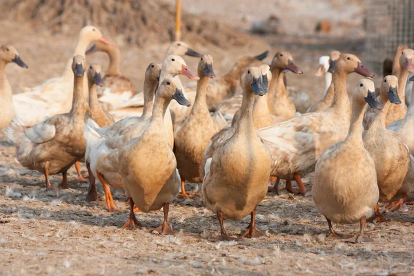 Brown ducks in farm — Stock Photo, Image