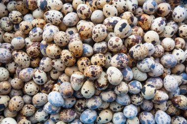 Yerel gruptaki bıldırcın yumurta