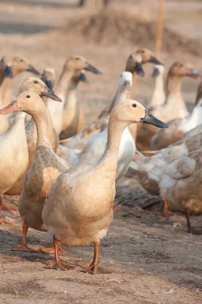 Brown ducks in farm — Stock Photo, Image