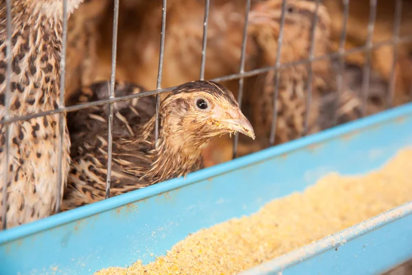 Kwartel in een kooi in lokale farm — Stockfoto