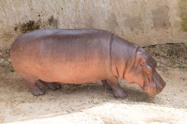 Hayvanat bahçesinde su aygırı