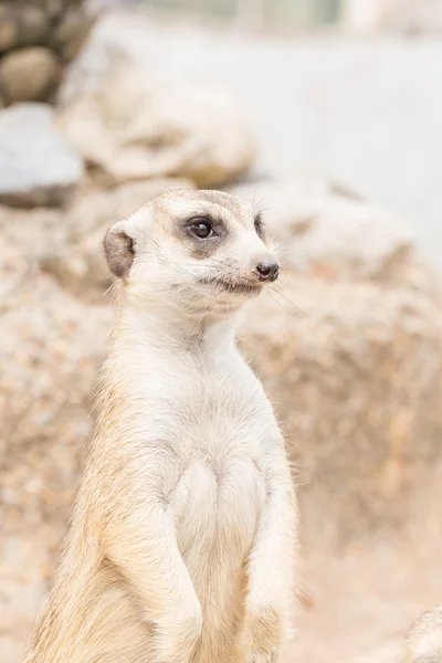 Meerkat στέκεται στο ζωολογικό κήπο — Φωτογραφία Αρχείου