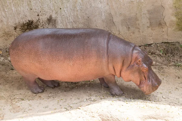 Hippopotamus in the zoo — Stock Photo, Image
