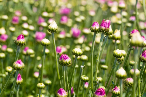 Bud of Purple chrysanthemums — Stock Photo, Image