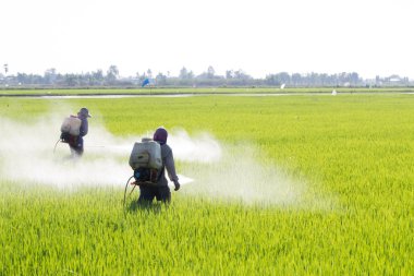pirinç alan tarım ilacı püskürtme çiftçi