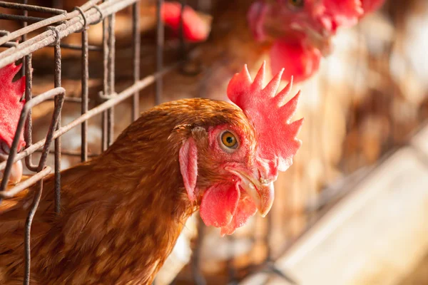 Kippen in de lokale farm — Stockfoto