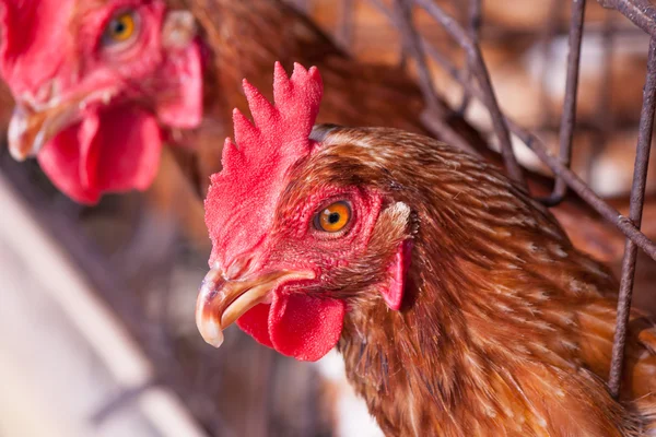 Pollos en la granja local —  Fotos de Stock