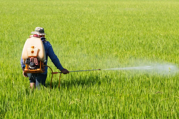 Bonden som sprutar bekämpningsmedel i fältet ris — Stockfoto