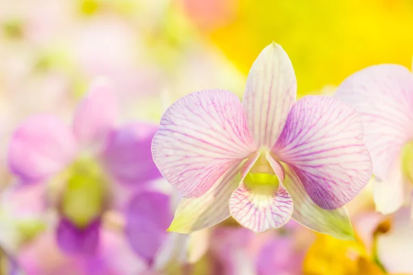 粉红色的兰花花，色彩缤纷的背景 — 图库照片