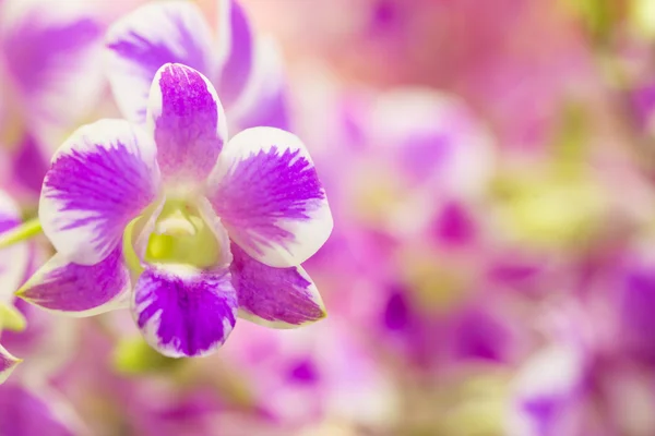 Fioletowy kwiat orchidei z kolorowym tłem — Zdjęcie stockowe