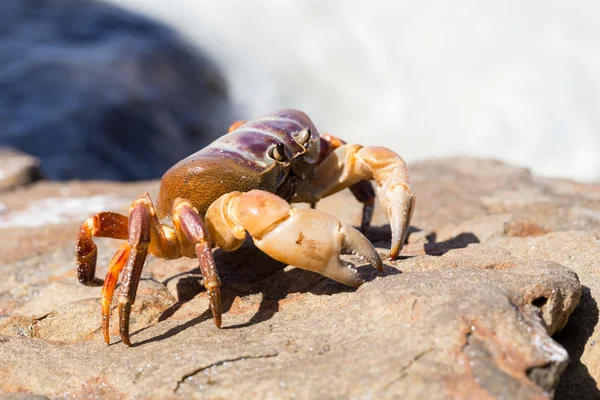 Krab op Tachai eiland, provincie Phangnga, Thailand — Stockfoto