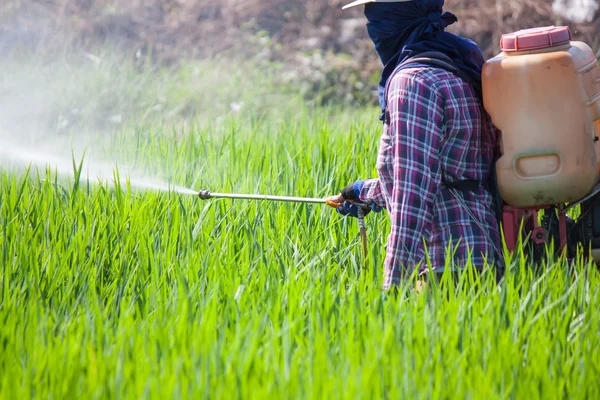 Boer bestrijdingsmiddelen spuiten in de rijst veld — Stockfoto