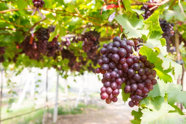 Uvas rojas en el viñedo —  Fotos de Stock