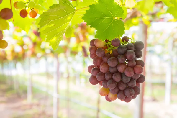 Uvas rojas en el viñedo —  Fotos de Stock