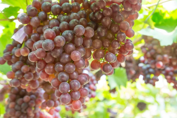 Red Grapes in the vineyard — Stock Photo, Image