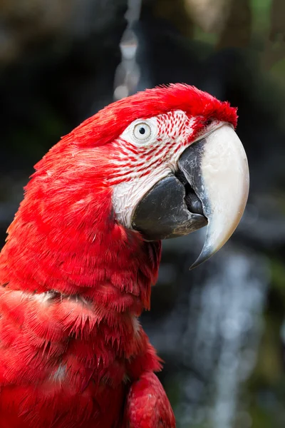 Colorful parrot, parrot macaw bird — Stock Photo, Image