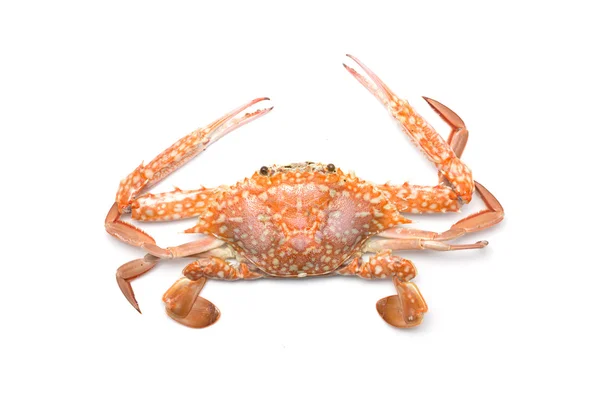 Vue du dessus du crabe isolé sur fond blanc — Photo